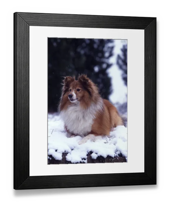 Framed Print : Sheltie Framed Print : Sheltie