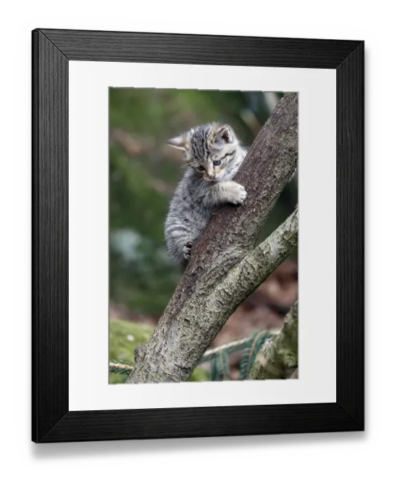 Framed Print : Common Wild Cat (Felis silvestris)