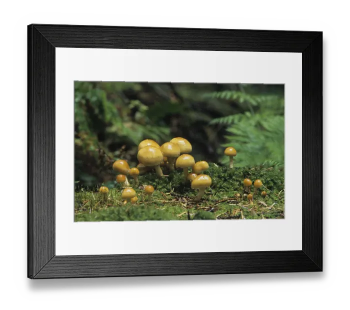 Framed Print : Sulphur Tuft Fungi (Hypholoma fasciculare) Framed Print : Sulphur Tuft Fungi (Hypholoma fasciculare)