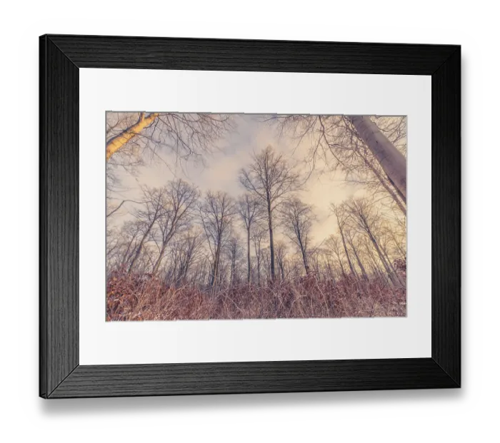 Framed Print : Tall trees in the forest in the winter sunrise
