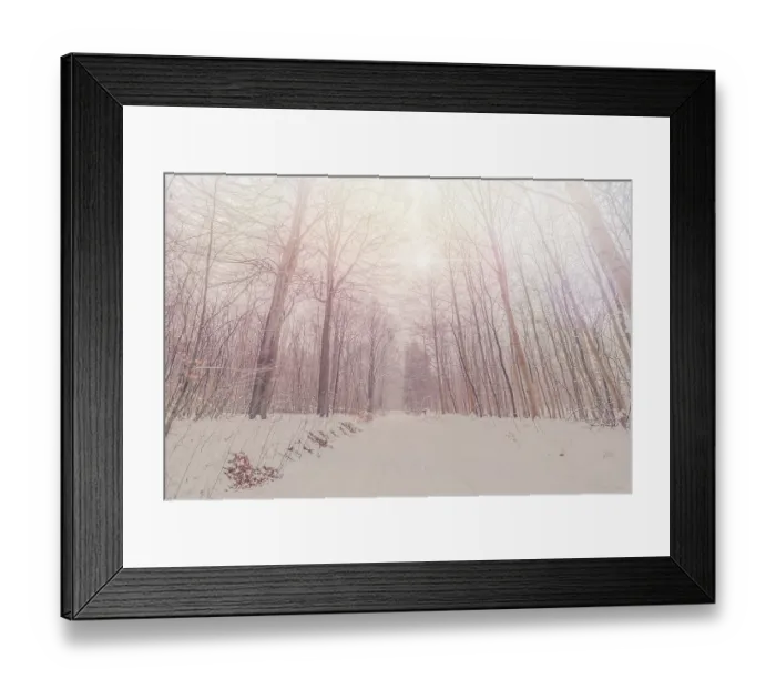 Framed Print : Tall trees in a snowy forest in the winter Framed Print : Tall trees in a snowy forest in the winter