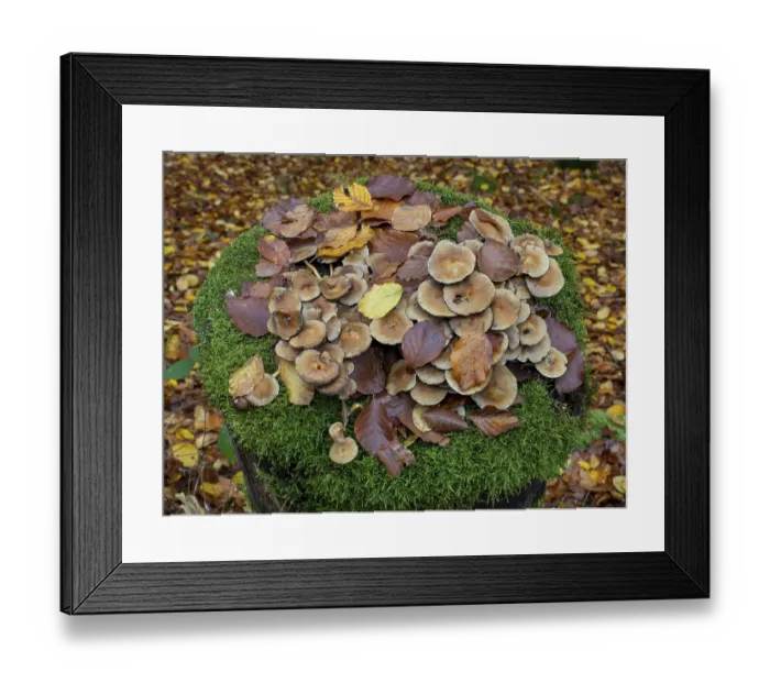 Framed Print : Mushrooms on a tree stump overgrown with moss in the Vessertal valley near Breitenbach
