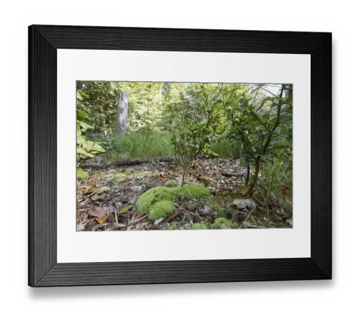 Framed Print : Lush undergrowth and natural regeneration in the DarB primeval forest Framed Print : Lush undergrowth and natural regeneration in the DarB primeval forest