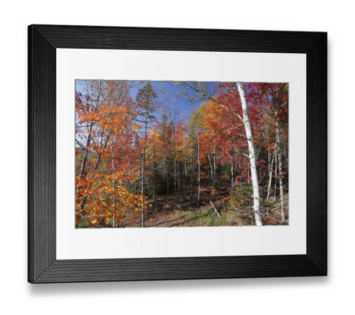 Framed Print : Autumn, mixed forest, Laurentian Region