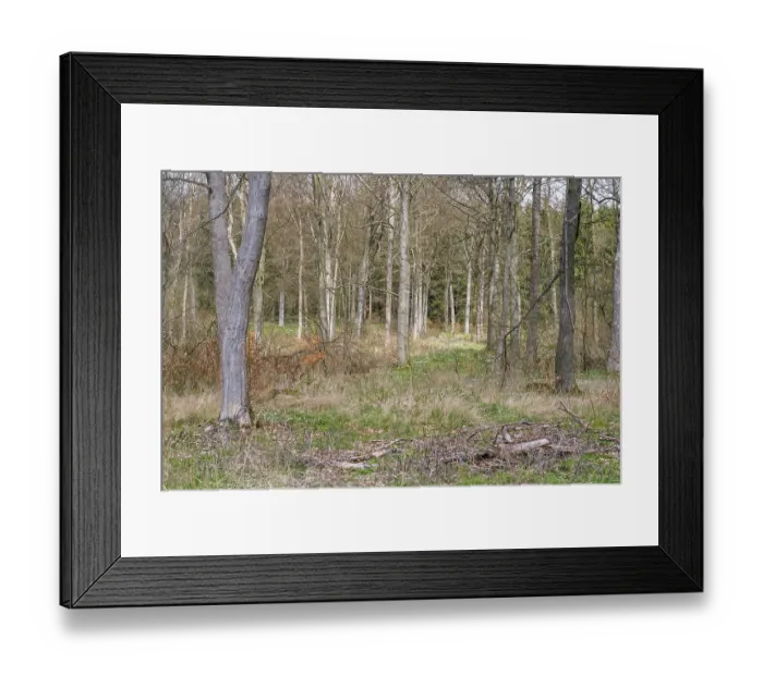 Framed Print : Forest in Saxony-Anhalt Harz