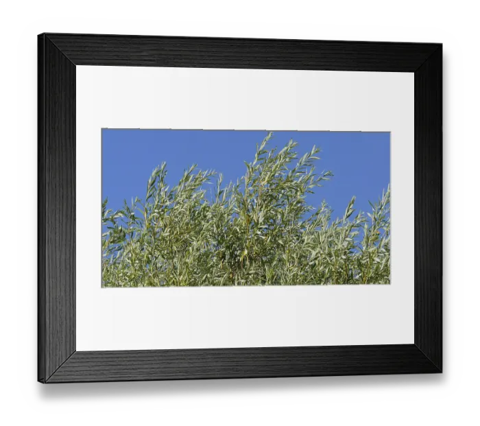 Framed Print : Pollard Willow (salix) alba, Wind in the Leaves Framed Print : Pollard Willow (salix) alba, Wind in the Leaves