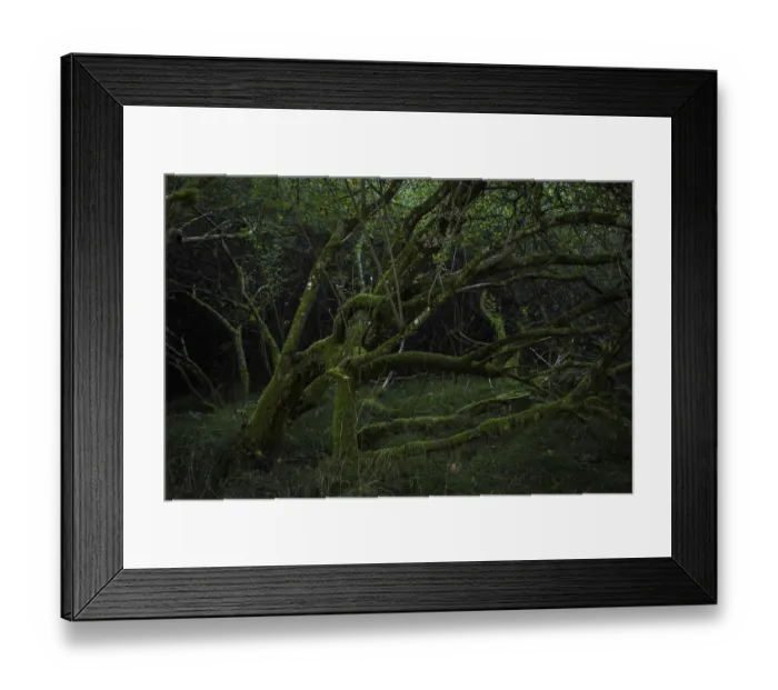 Framed Print : Mossy tree in a dark forest, Bavaria, Germany Framed Print : Mossy tree in a dark forest, Bavaria, Germany