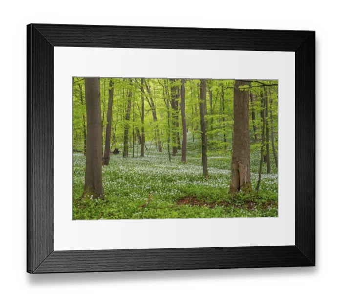 Framed Print : Beech forest with flowering Ramsons (Allium ursinum)