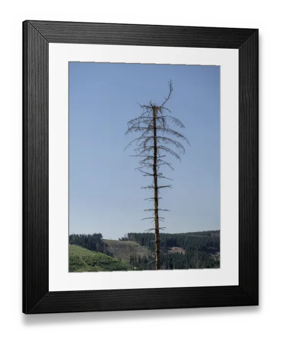 Framed Print : Dead, dead spruce (Picea), tree death