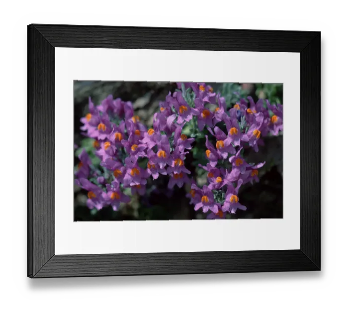 Framed Print : Alpine Toadflax (Linaria alpina)