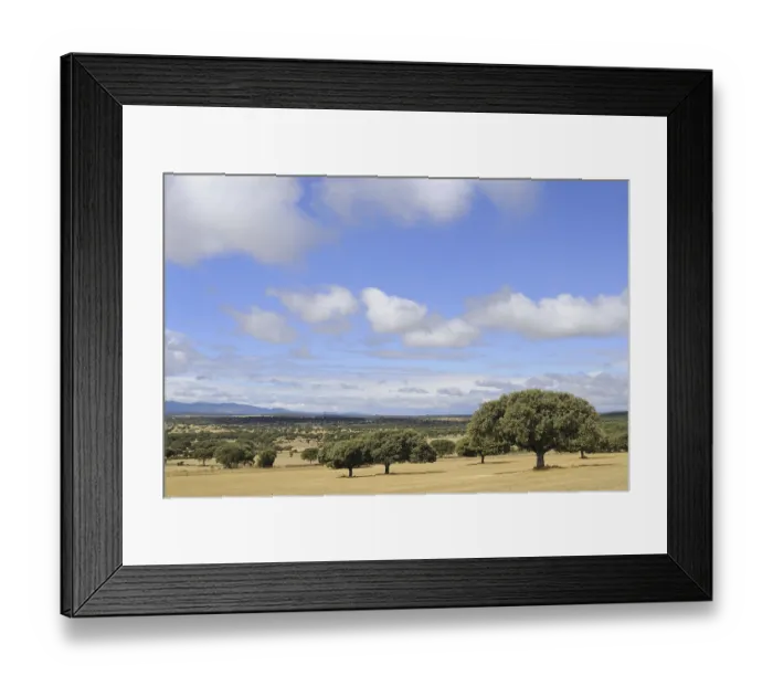 Framed Print : View of dehesa habitat, Salamanca Framed Print : View of dehesa habitat, Salamanca