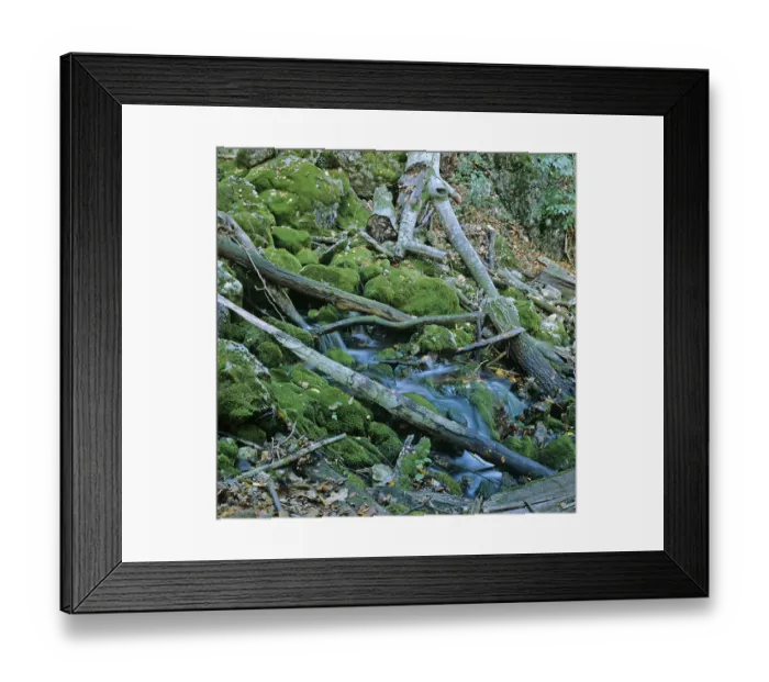 Framed Print : Spring in valley of Fronbachgraben in Lower Austria Austria Framed Print : Spring in valley of Fronbachgraben in Lower Austria Austria