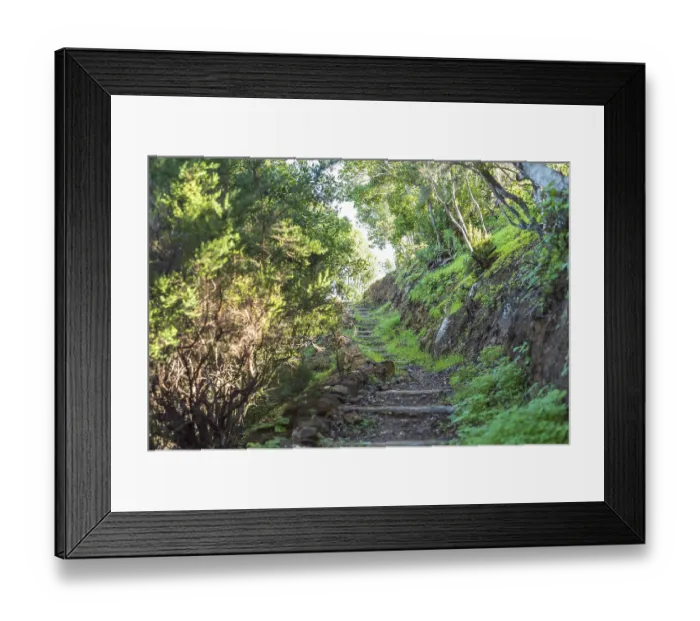 Framed Print : The Cloud Forest Garajonay on La Gomera is a UNESCO World Heritage Site Framed Print : The Cloud Forest Garajonay on La Gomera is a UNESCO World Heritage Site