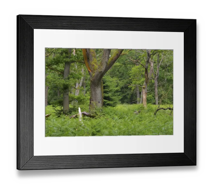 Framed Print : Urwald Sababurg in Deutschland Framed Print : Urwald Sababurg in Deutschland