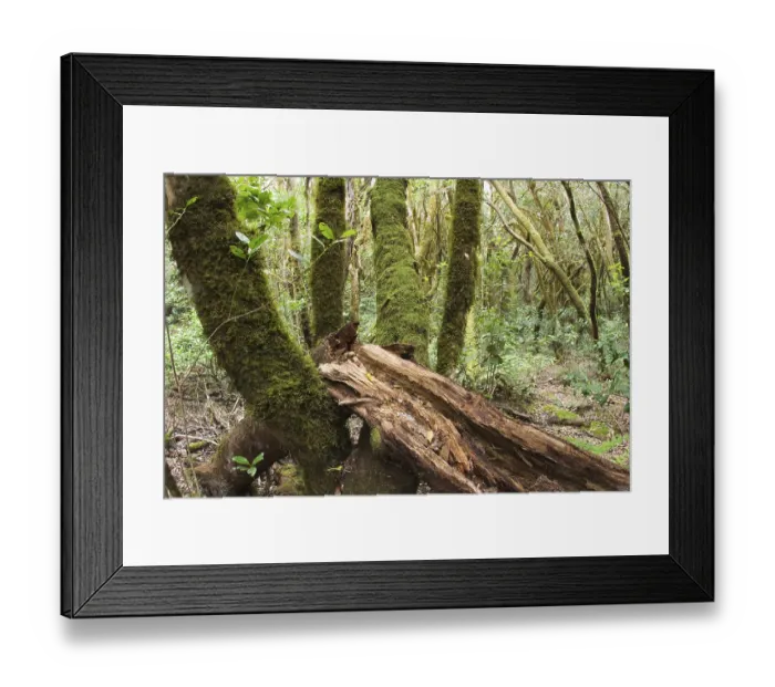 Framed Print : Garajonay National Park laurisilva - La Gomera