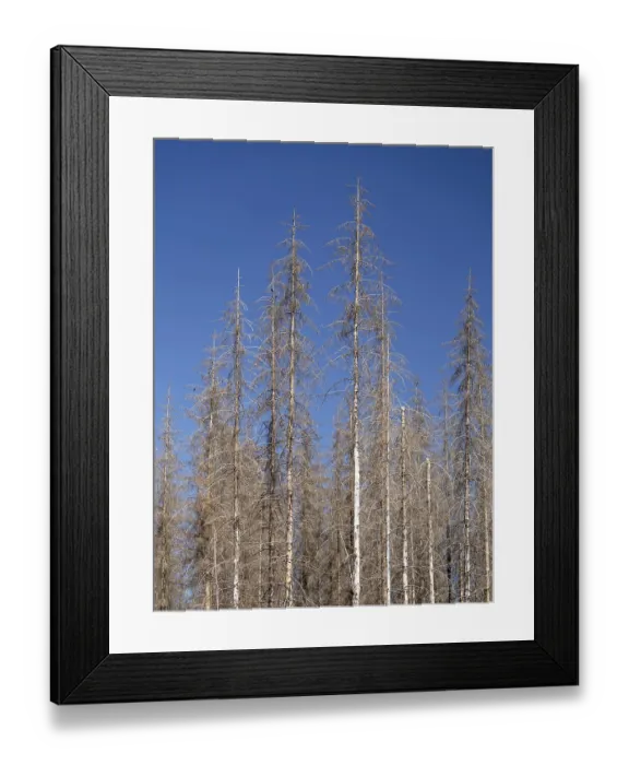 Framed Print : Dead, dead spruces (Picea), tree death