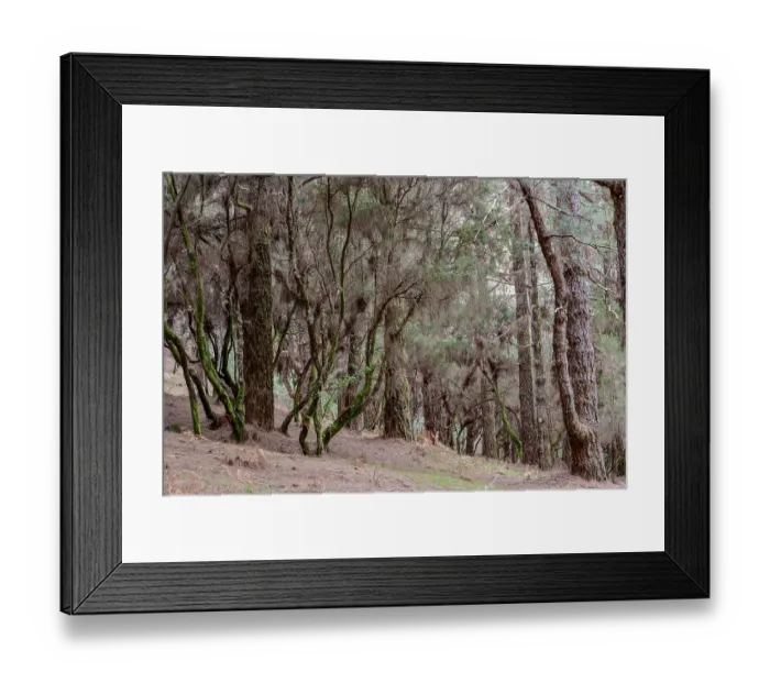 Framed Print : Mixed forest of Canary Island pine (Pinus canariensis) and laurel (Laurus nobilis)