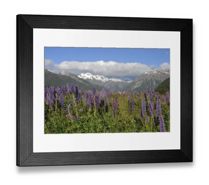 Framed Print : Colourful lupins brighten the Waimakiri Valley in Summer Framed Print : Colourful lupins brighten the Waimakiri Valley in Summer
