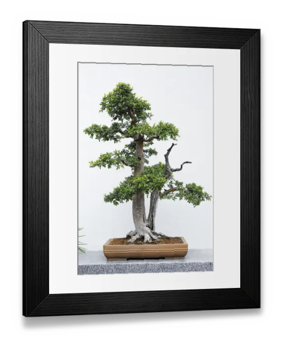 Framed Print : Nature, bonsai plant, Botanical Garden