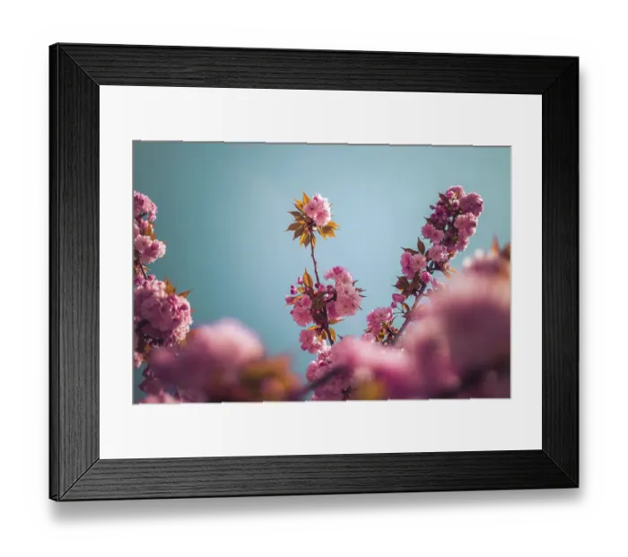 Framed Print : Close up picture of pink blooming cherry blossoms