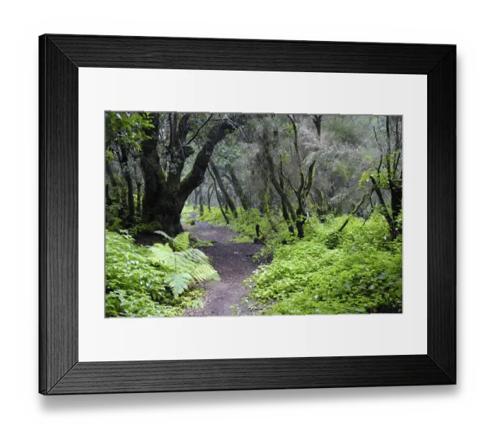 Framed Print : Laurel forest and tree heath, Hoya del Fileba Framed Print : Laurel forest and tree heath, Hoya del Fileba