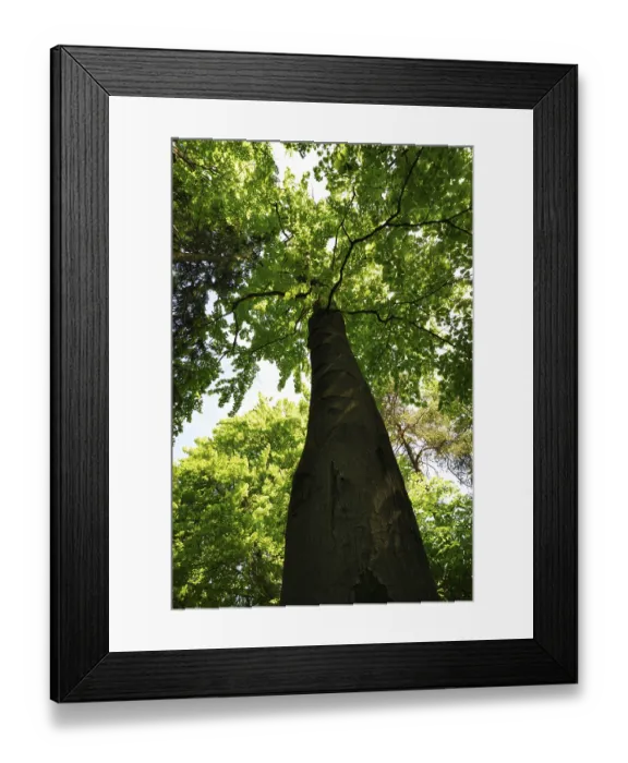 Framed Print : Huge beech tree in the forest Framed Print : Huge beech tree in the forest