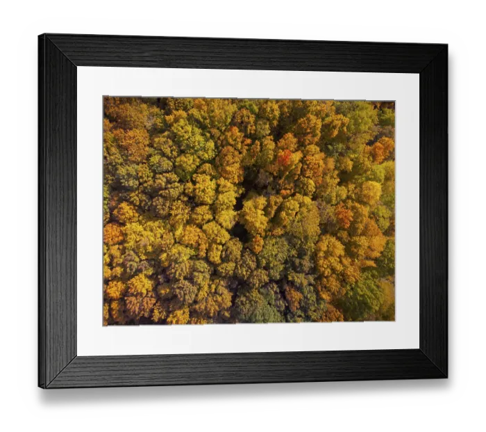 Framed Print : Drone looking down on beautiful colorful variegated autumn foliage of deciduous forest in October Framed Print : Drone looking down on beautiful colorful variegated autumn foliage of deciduous forest in October