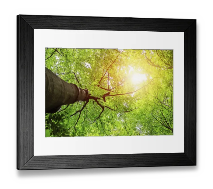 Framed Print : Bottom view of impressive spruce trees in the forest Framed Print : Bottom view of impressive spruce trees in the forest