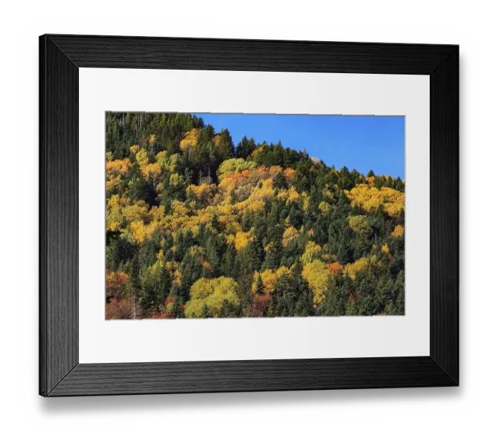 Framed Print : Fall mountain forest, autumn colorful trees texture background and blue sky Framed Print : Fall mountain forest, autumn colorful trees texture background and blue sky