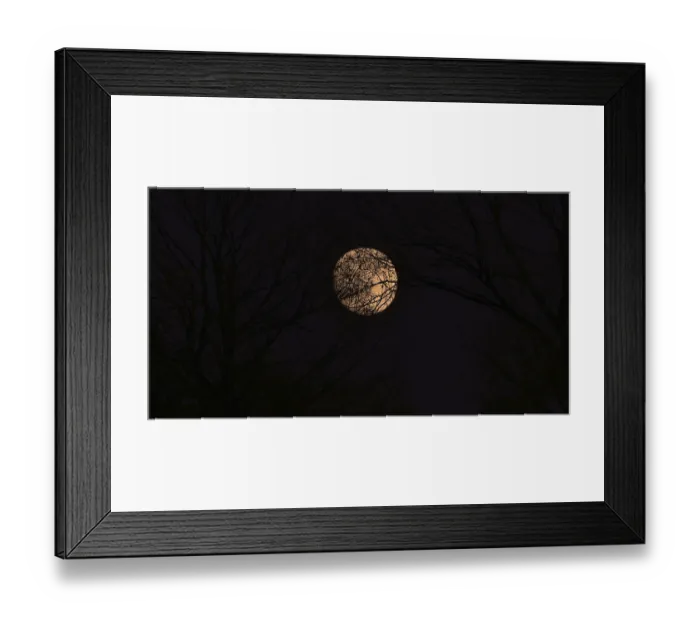 Framed Print : Trees and Full Moon Framed Print : Trees and Full Moon