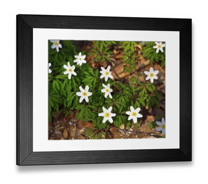 Framed Print : Blossoms of wood anemone (Anemone nemorosa) on forest floor at Monchsberg Framed Print : Blossoms of wood anemone (Anemone nemorosa) on forest floor at Monchsberg