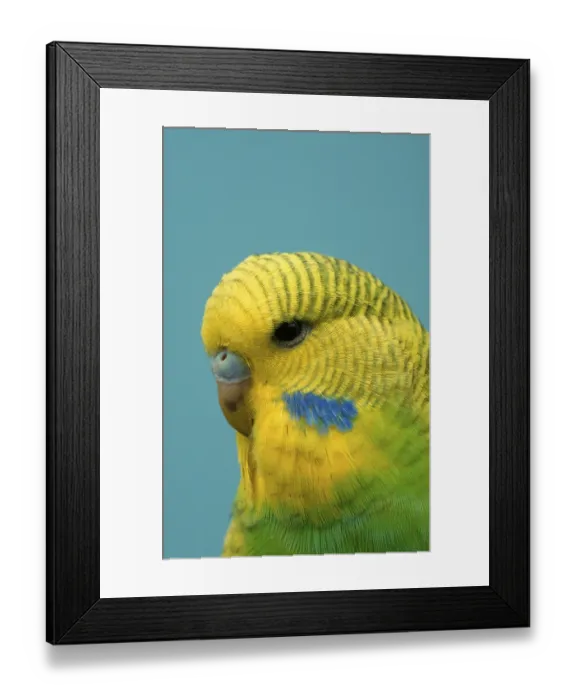 Framed Print : Young Budgerigar (Melopsittacus undulatus)