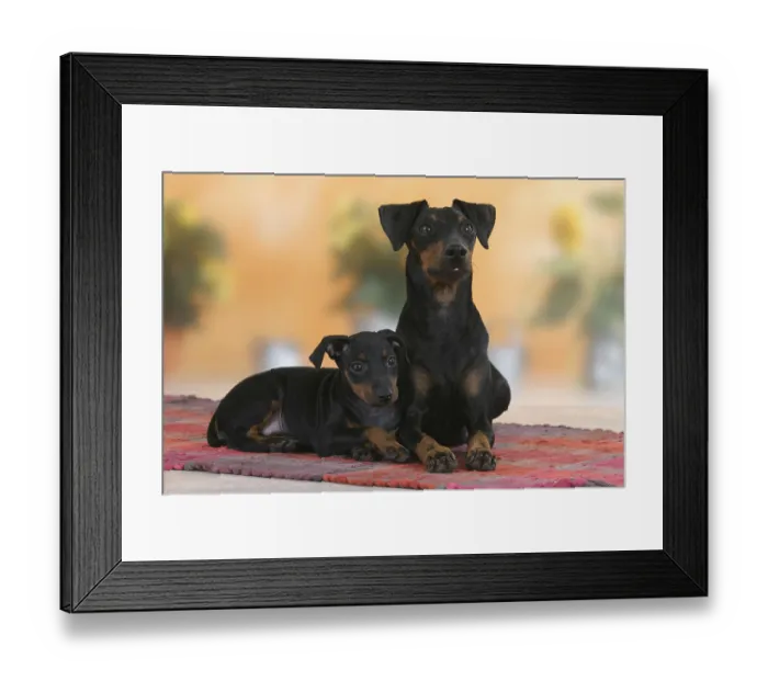 Framed Print : Manchester Terrier with puppy, 8 weeks, detachable