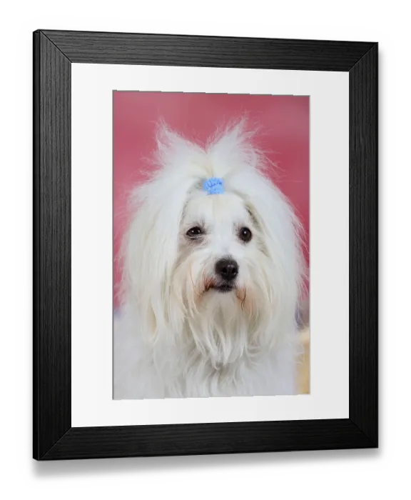 Framed Print : Coton de Tulear Framed Print : Coton de Tulear