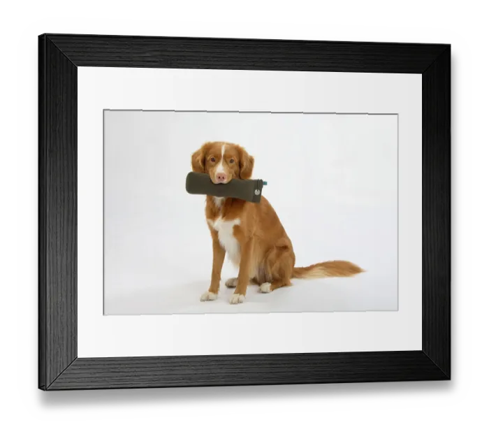 Framed Print : Nova Scotia Duck Tolling Retriever with Dummy