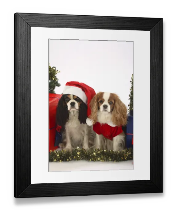 Framed Print : Cavalier King Charles Spaniel, Blenheim and tricolour Framed Print : Cavalier King Charles Spaniel, Blenheim and tricolour