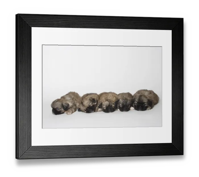Framed Print : Tibetan Spaniel, puppies, 5 weeks Framed Print : Tibetan Spaniel, puppies, 5 weeks