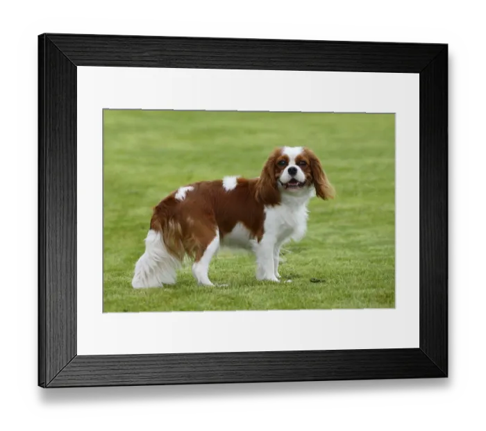Framed Print : Cavalier King Charles Spaniel, Blenheim, Page