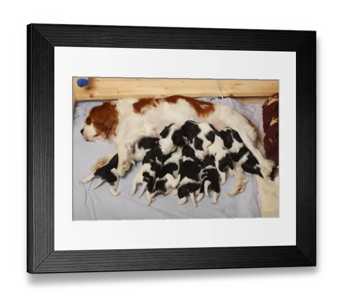 Framed Print : Cavalier King Charles Spaniel, bitch