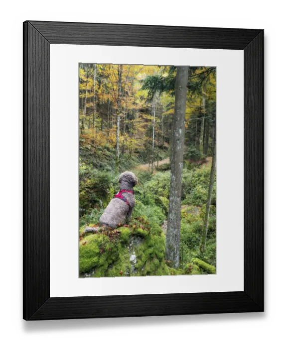 Framed Print : Domestic dog Lagotto Romagnolo