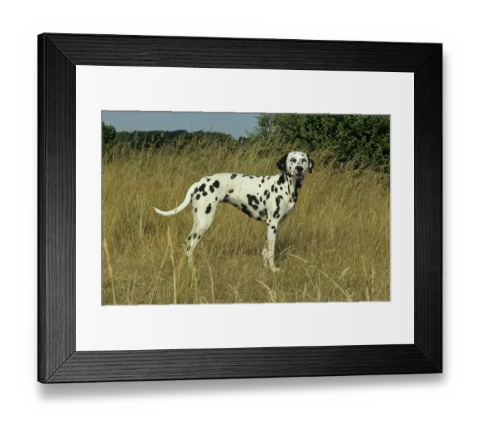 Framed Print : Dalmatian, Dalmatinac, FCI Standard No. 153