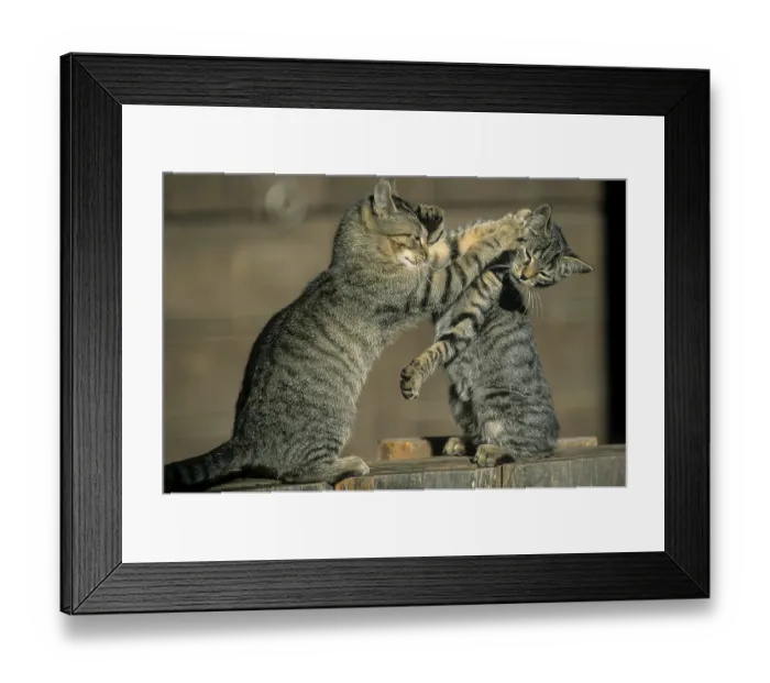 Framed Print : Domestic cats black and white, tabby