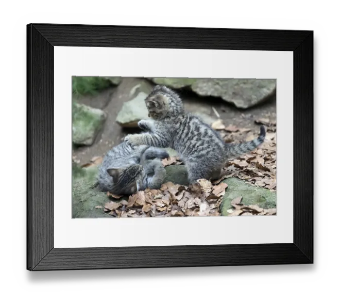 Framed Print : Common Wild Cat (Felis silvestris) Framed Print : Common Wild Cat (Felis silvestris)