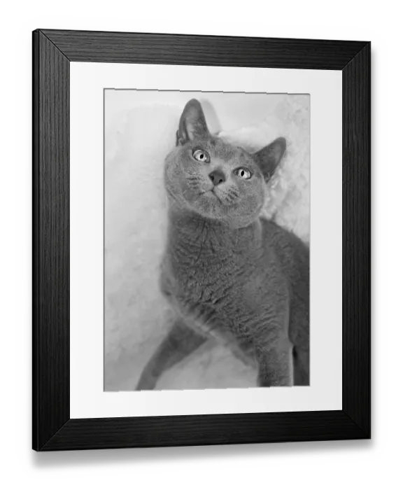 Framed Print : Portrait of a Russian Blue Cat, studio shot