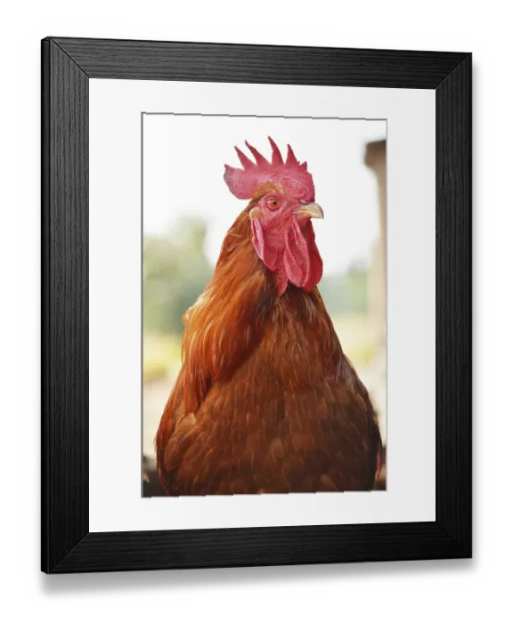 Framed Print : Rooster on traditional free range poultry farm