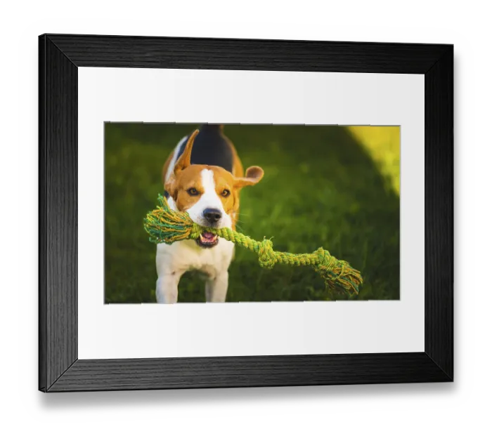 Framed Print : Beagle dog jumping and running with a toy towards the camera Framed Print : Beagle dog jumping and running with a toy towards the camera