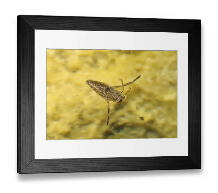 Framed Print : Common water boatman (Notonecta glauca) Back-swimmers