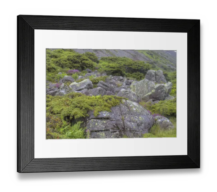 Framed Print : Common common juniper (Juniperus communis) woodland