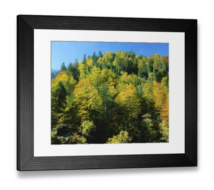 Framed Print : Mixed forest in autumn colour