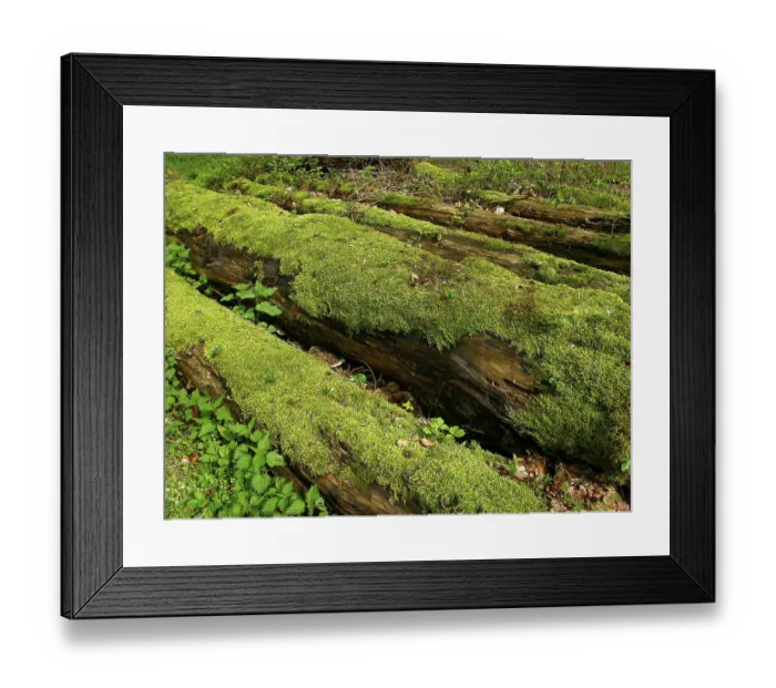 Framed Print : Logs in the forest